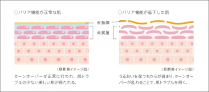 バリア機能とターンオーバーの関係